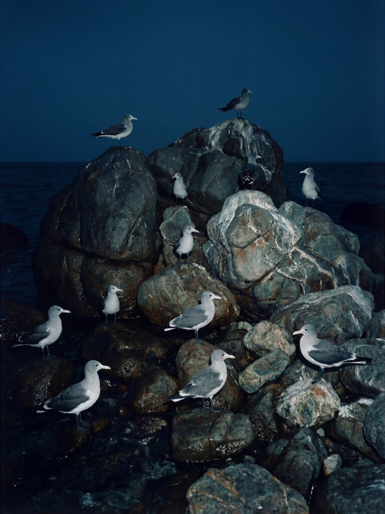 Las gaviotas se posaban sobre las rocas escarpadas a orillas de un océano oscuro al atardecer, bajo un cielo azul y tranquilo.