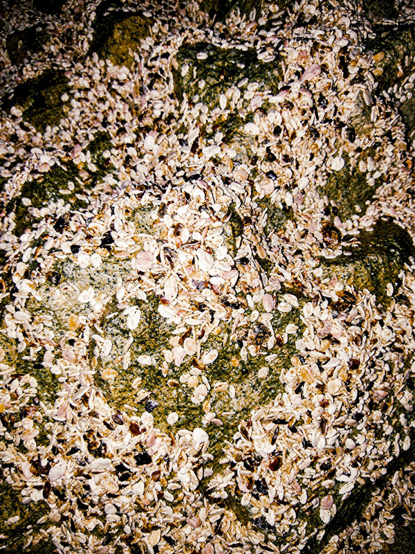Superficie rocosa cubierta de numerosas conchas pequeñas y percebes, de tonos oscuros y verdosos, que recuerda a una poza de marea.